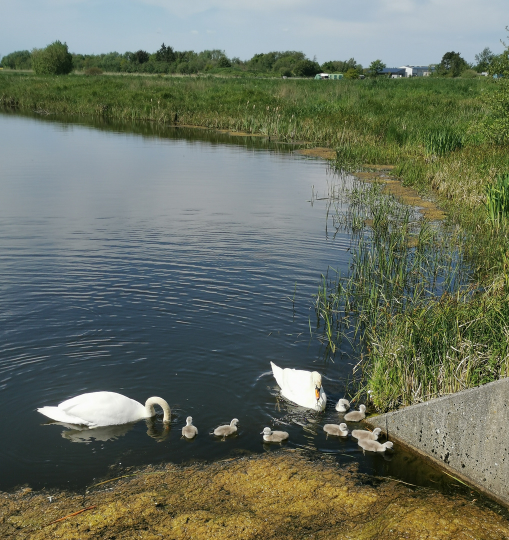 (1) Familie 'Schwan' mit ihrem Nachwuchs...