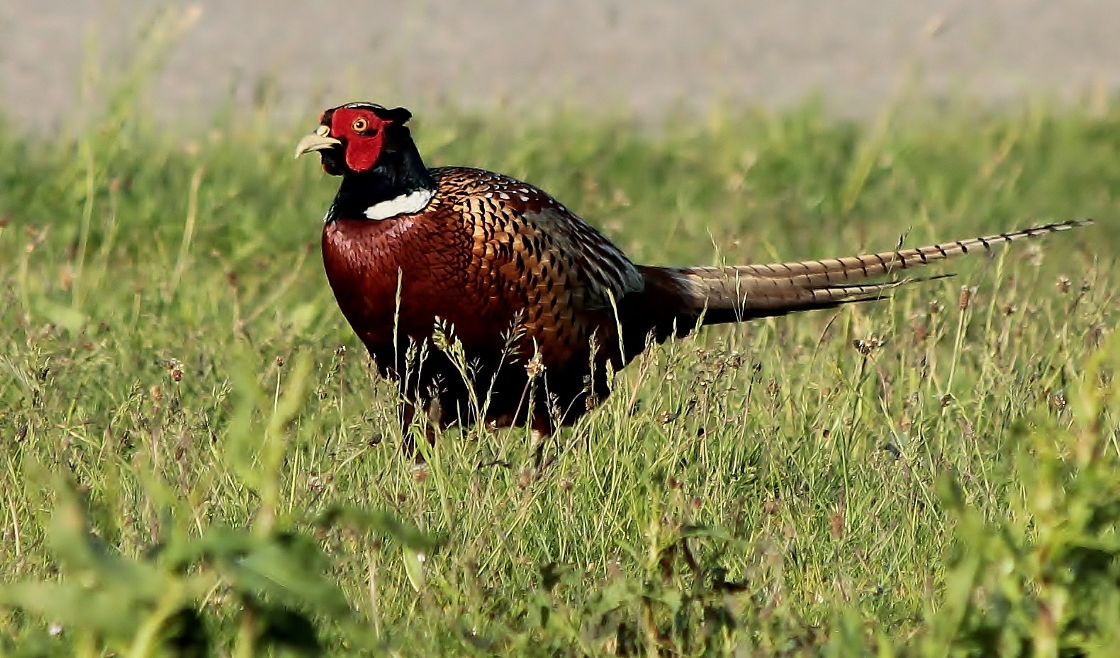 (1) Fasan (Phasianus colchicus)