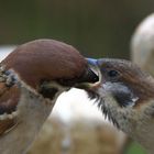 # 1 Feldsperling mit Nachwuchs