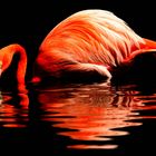 1 Flamingo im Lichtspiel