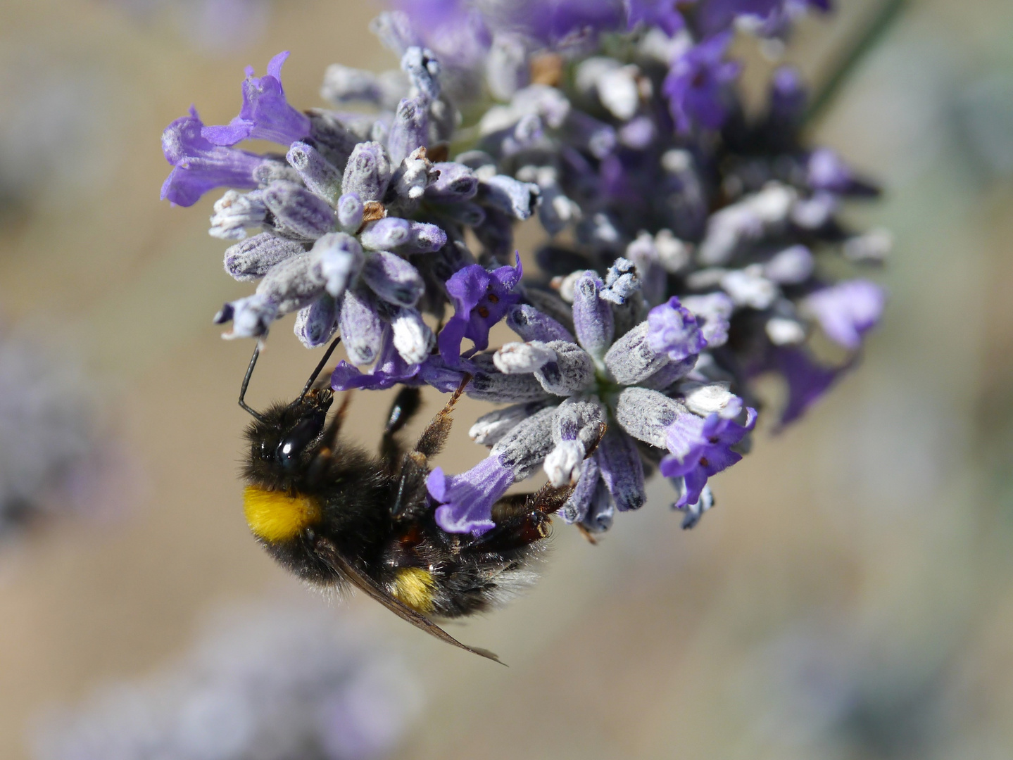 1. Foto von mir wo eine Hummel nen Kopf hat