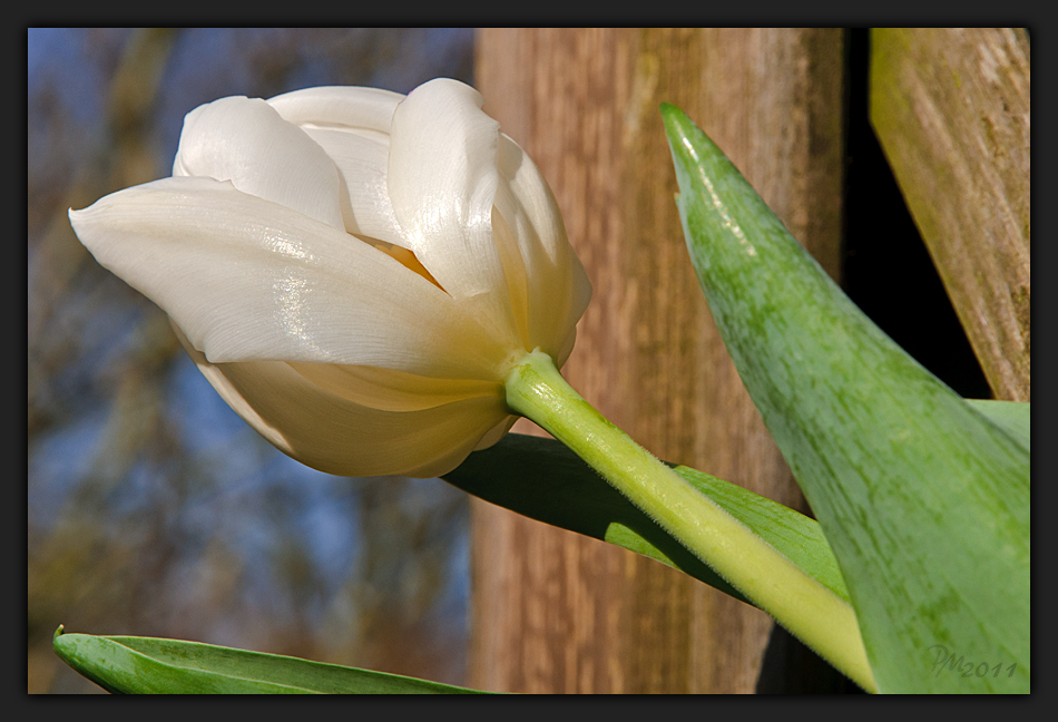 1 Frühlingsblume, fast weiß