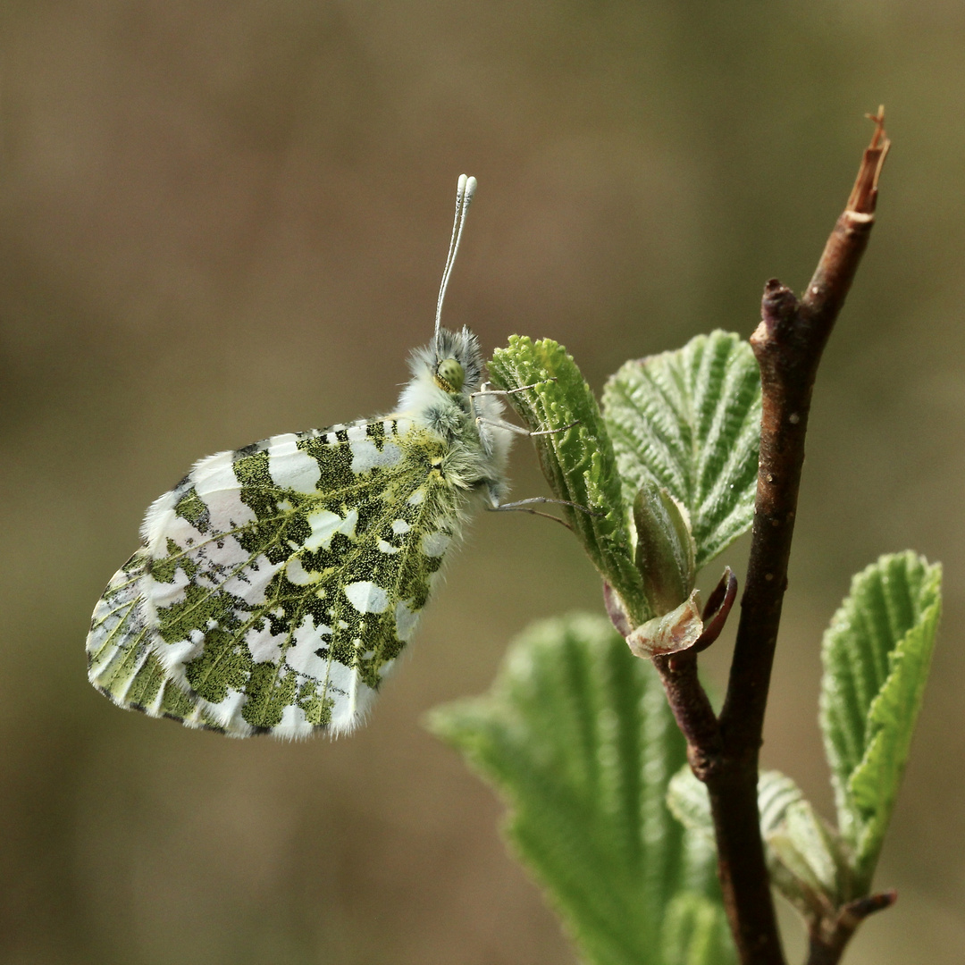 (1) Frühlingsfarben: Ein Aurorafalter-Männchen (Anthochares cardamines) vor dem Jungfernflug!