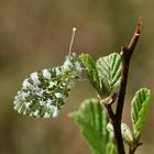 (1) Frühlingsfarben: Ein Aurorafalter-Männchen (Anthochares cardamines) vor dem Jungfernflug!