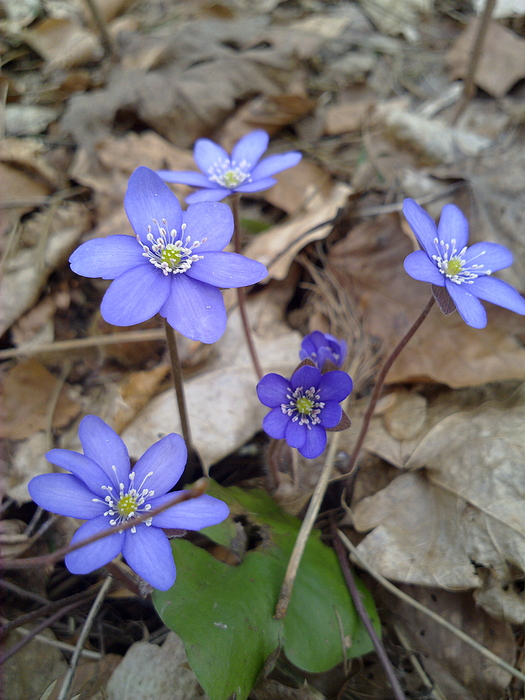 1. Frühlingsgruß in blau