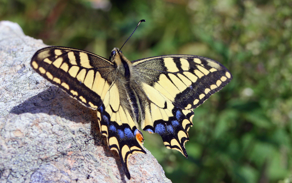 "1 Fühler "Schmetterling