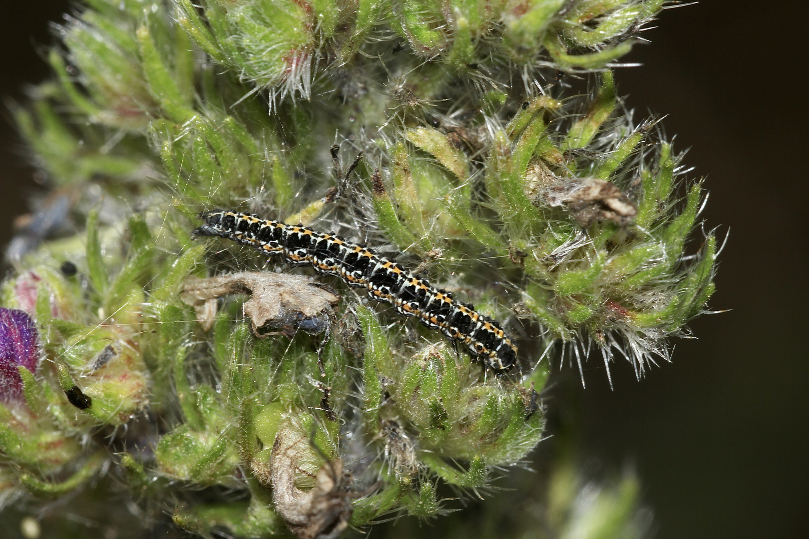 (1) Fünf Raupen von Ethmia bipunctella, einem Kleinschmetterling ...