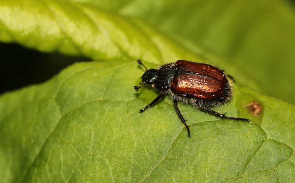 (1) Gartenlaubkäfer (Phyllopertha horticola)...