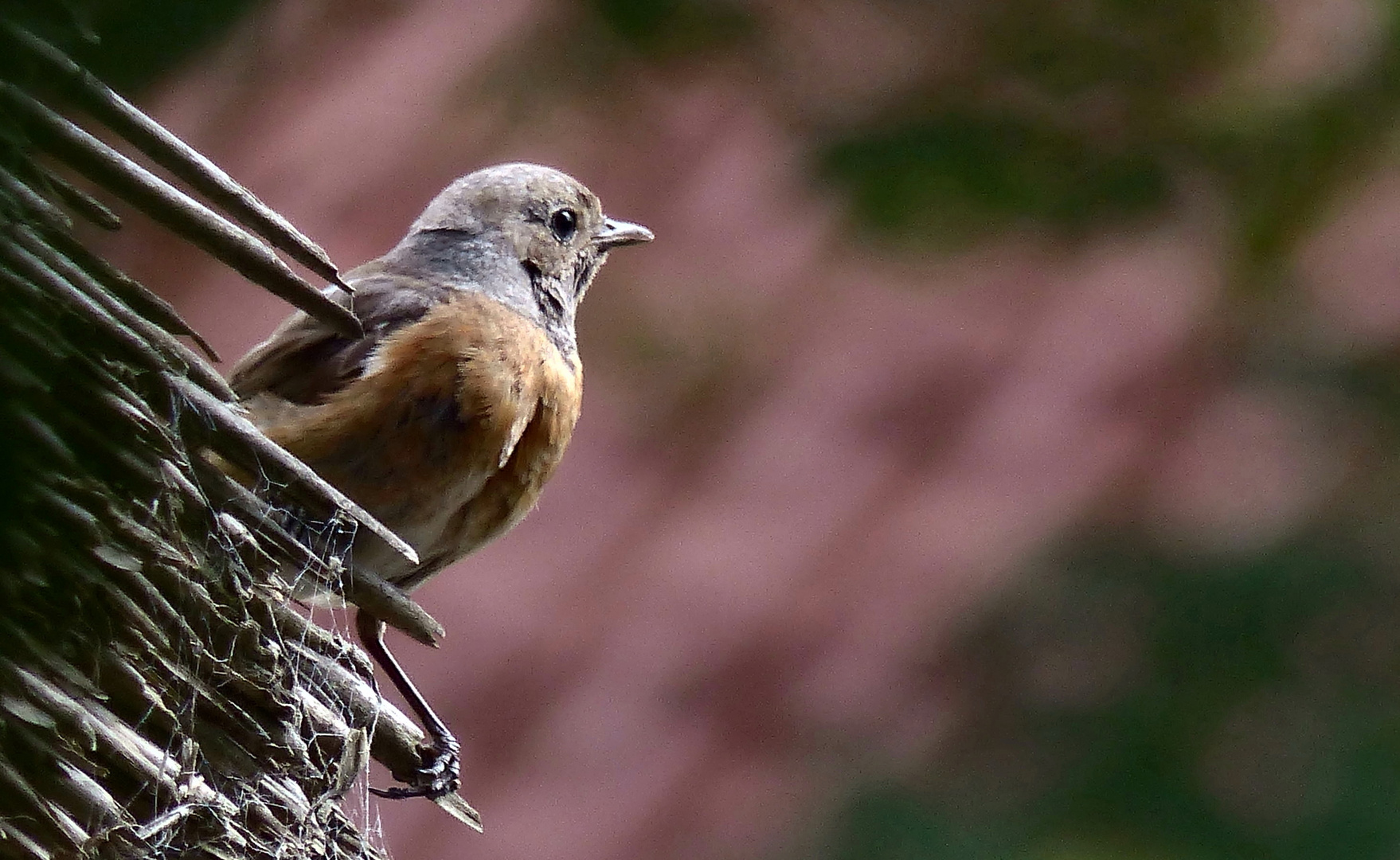 (1) Gartenrotschwanz, weiblich (Phoenicurus phoenicurus)