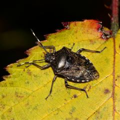 (1) Gartenwanze (Rhaphigaster nebulosa) am 9.12.2013 in Langenfeld/Rhld.