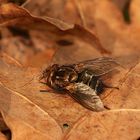 (1) GONIA PICEA (Familie Raupen- oder Schmarotzerfliegen, Tachinidae)