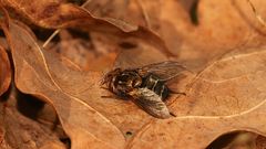 (1) GONIA PICEA (Familie Raupen- oder Schmarotzerfliegen, Tachinidae)