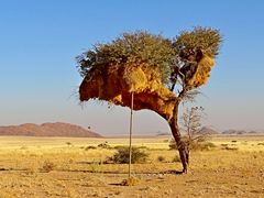 1 großes Vogelnest des Webervogels