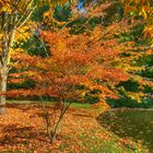 1 herbst im schwetzinger schlossgarten