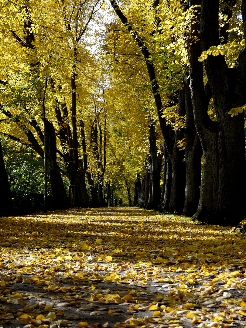 1. Herbstspaziergang...