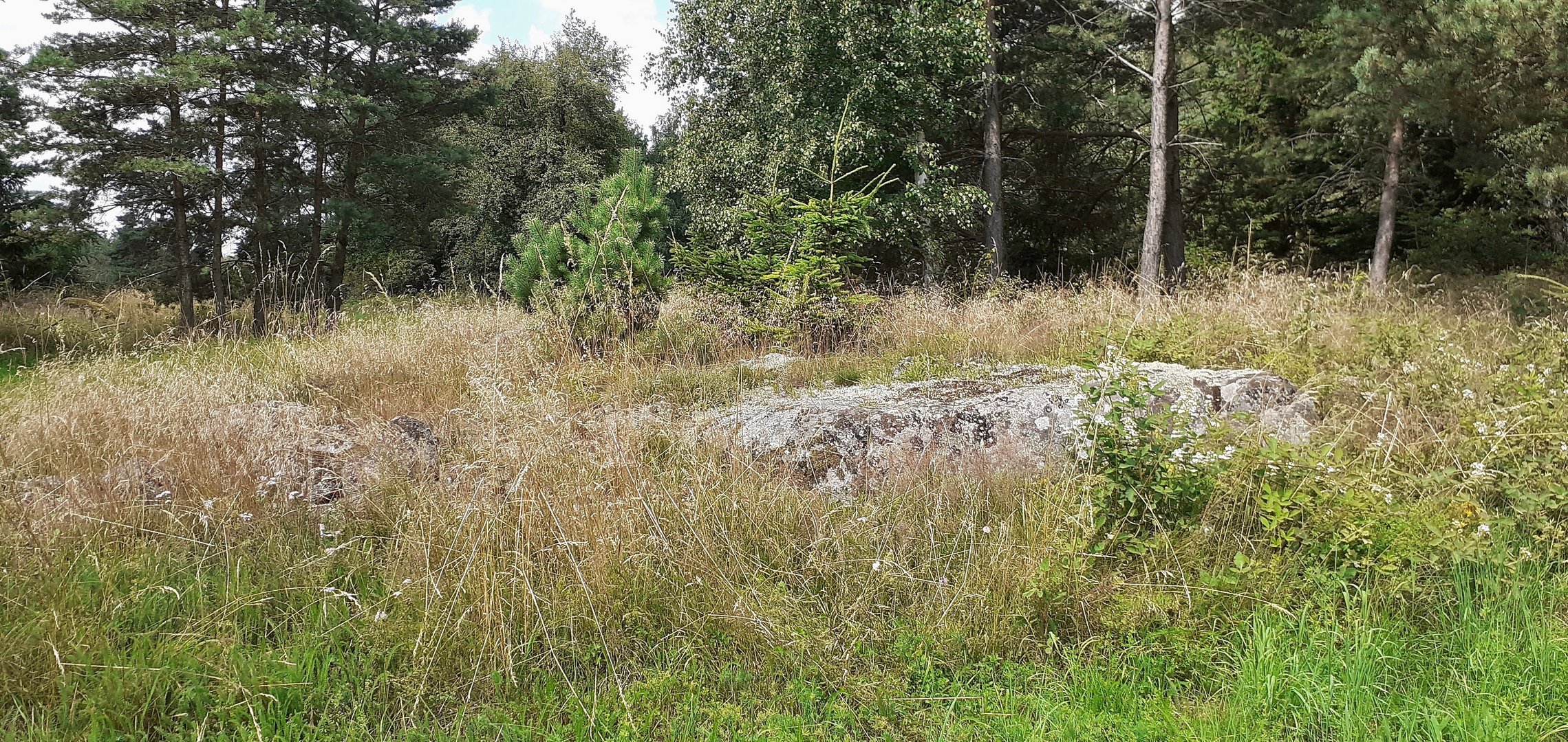 (1) Hilltopping, Tarnung und Eiablage des WEISSEN WALDPORTIERs (BRINTESIA CIRCE)