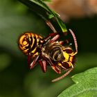 (1) Hornisse (Vespa crabro) frißt Honigbiene (Apis mellifica)