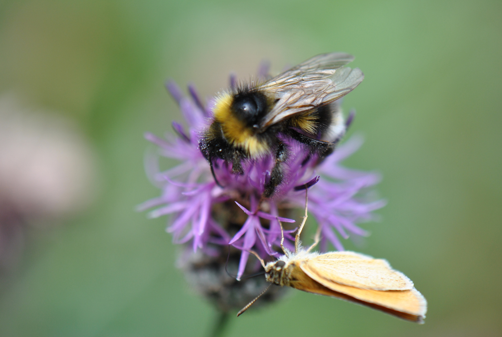 1 Hummel, 1 Blume und Schmetterling (Glaube ich zu mindest)