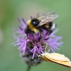 1 Hummel, 1 Blume und Schmetterling (Glaube ich zu mindest)