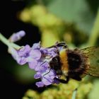 (1) Hummel auf Lavendelblüte