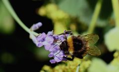 (1) Hummel auf Lavendelblüte