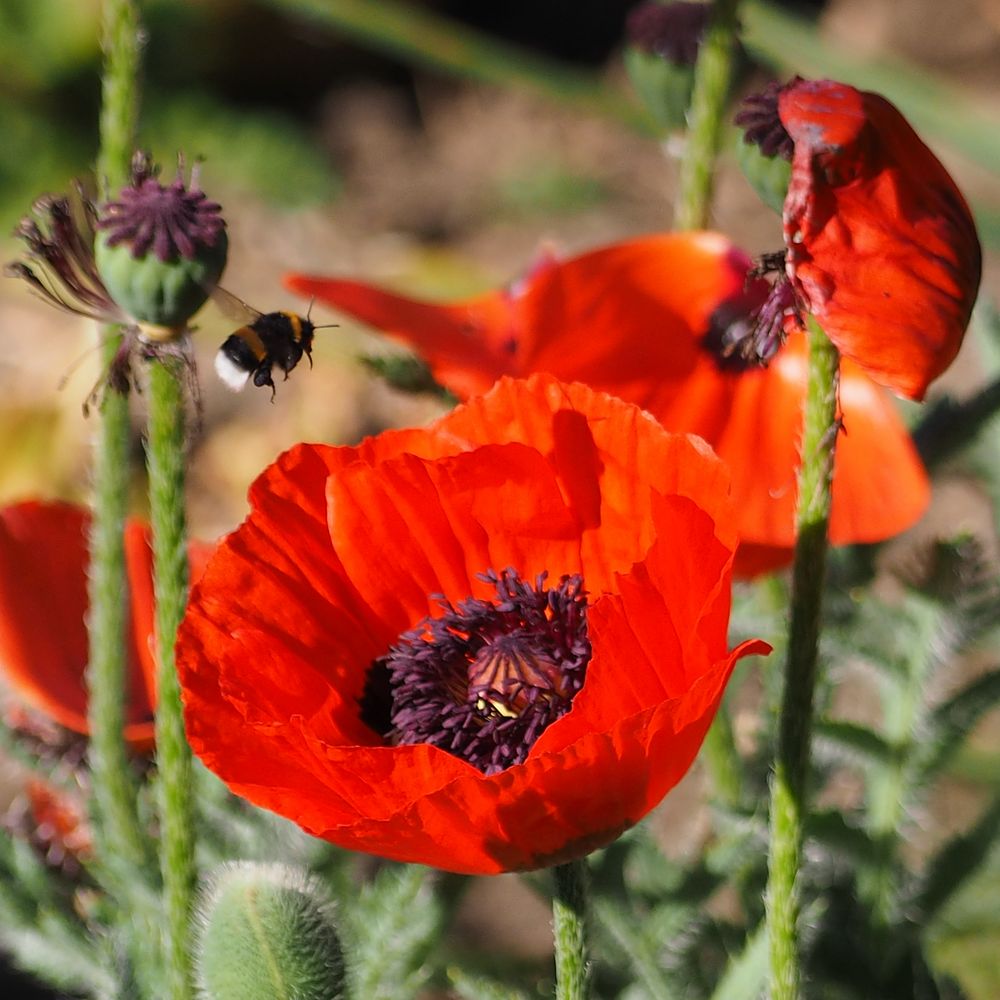 1 Hummel im Landeanflug