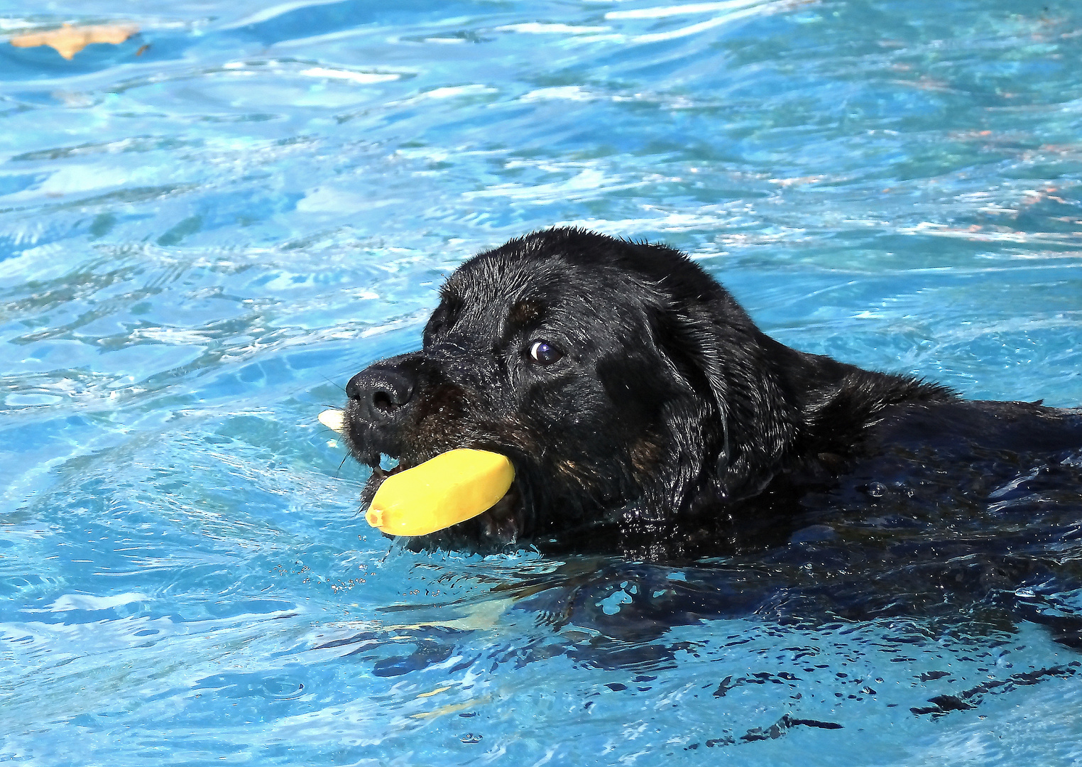 1. Hundebadetag in Nürnberg