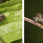 (1) Im Nachgang zur Puppe des Roten Scheckenfalters (Melitaea didyma) ...