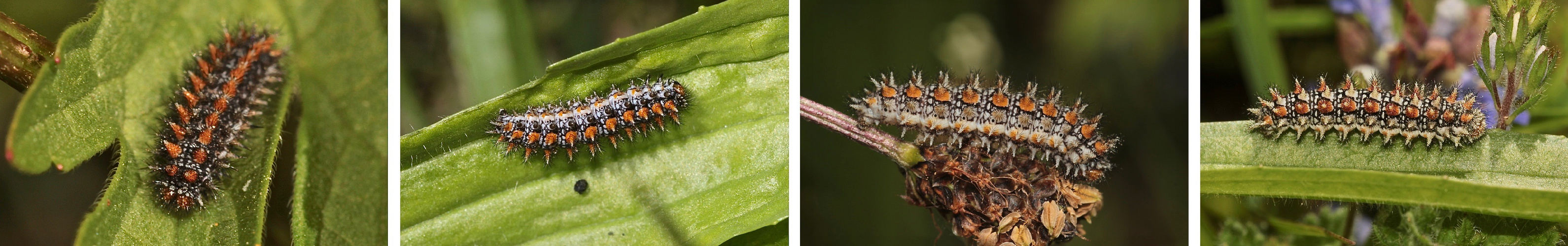 (1) Im Nachgang zur Puppe des Roten Scheckenfalters (Melitaea didyma) ...