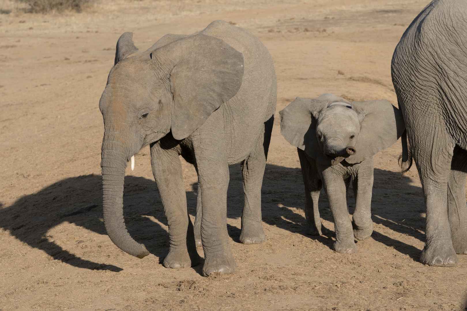 1 Impressionen Madikwe, Südafrika