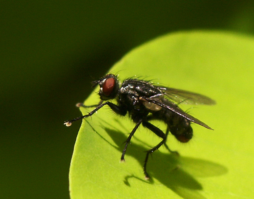 1. Insektenmakro