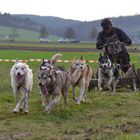 1. Internationales Schlittenhunderennen Zellingen 2013 - 2