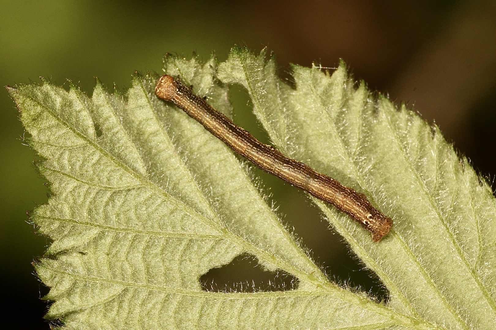 (1) Ist das eine Raupe des Großen Frostspanners (Ennomos autumnaria)???