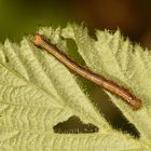 (1) Ist das eine Raupe des Großen Frostspanners (Ennomos autumnaria)???