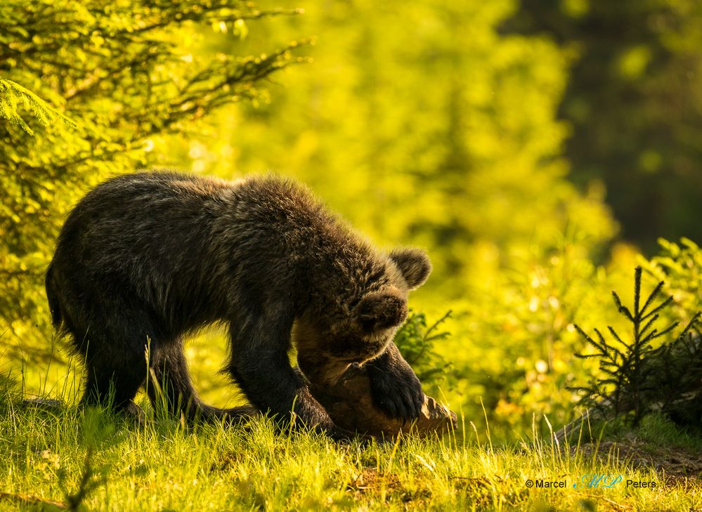 1 jähriger Braunbär 2