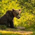 1 jähriger Braunbär