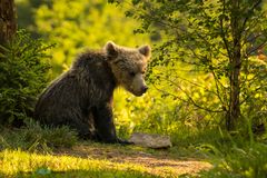 1 jähriger Braunbär