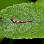 1. Junge Raupe vom Kleinen Gabelschwanz 