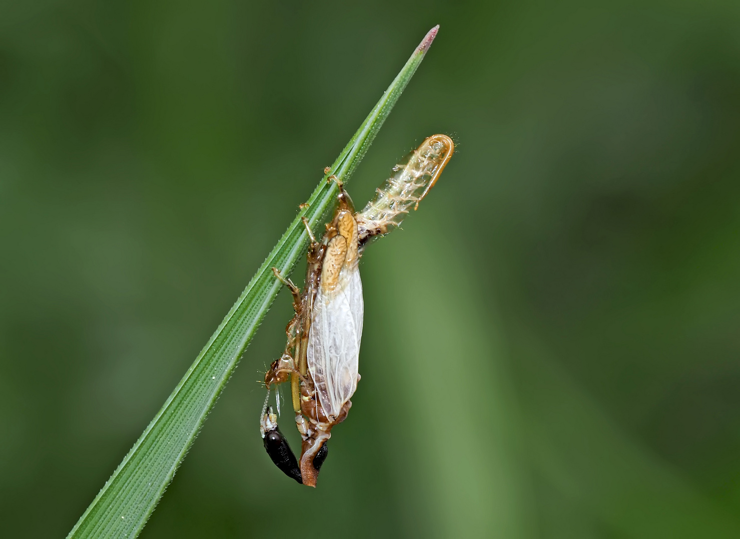 1. Kamelhalsfliege (Raphidia sp.): Metamorphose (10 Fotos) - La première photo d'une métamorphose...