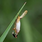 1. Kamelhalsfliege (Raphidia sp.): Metamorphose (10 Fotos) - La première photo d'une métamorphose...