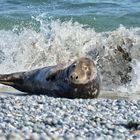 1-Kegelrobbe-Helgoland 2019