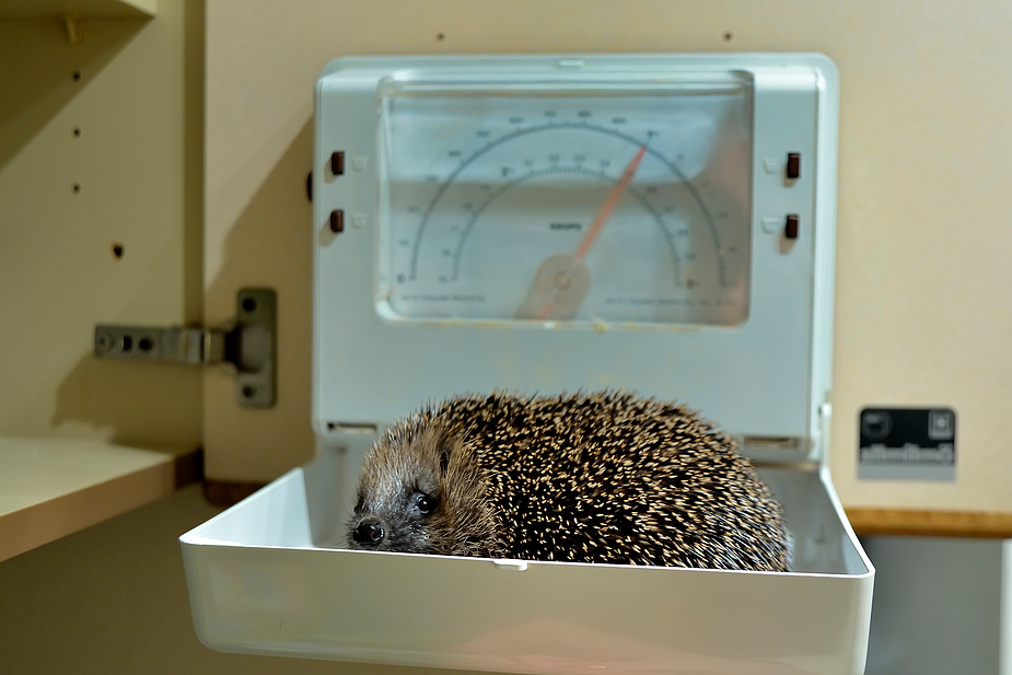 1 kg Igel auf der Waage ...