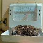 1 kg Igel auf der Waage ...