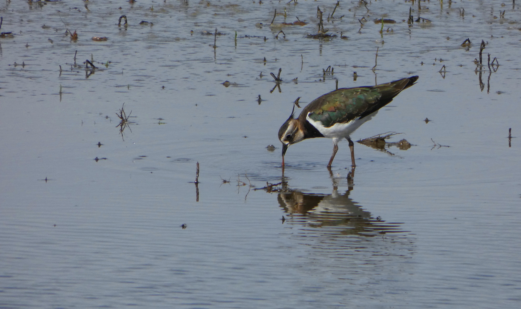 (1) Kiebitz (Vanellus vanellus)...