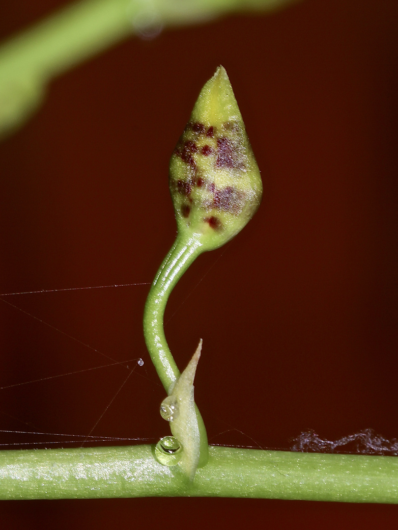 (1) Knospenöffnung bei einer Oncidium-Orchidee