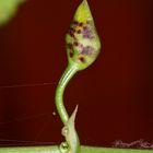 (1) Knospenöffnung bei einer Oncidium-Orchidee