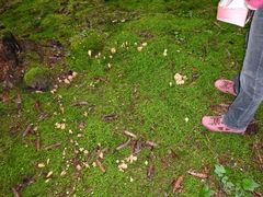 (1) Korallenpilze (Ramaria spp.)