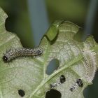 (1) Larven der Blattwespe PERICLISTA LINEOLATA (Fam. Tenthredinidae)