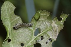 (1) Larven der Blattwespe PERICLISTA LINEOLATA (Fam. Tenthredinidae)