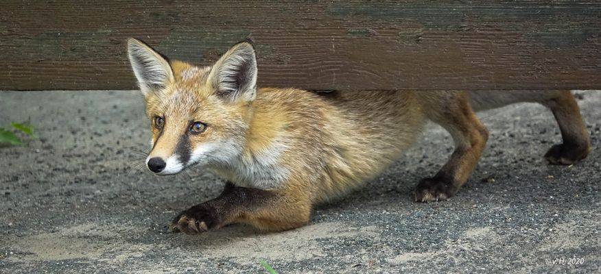 1. Lektion für Jungfüchse: